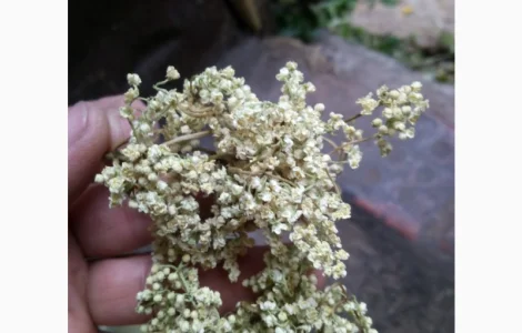 Закупаем Ягоду БУЗИНЫ, цвет бузины и липы сухой.Крупный и мелкий опт