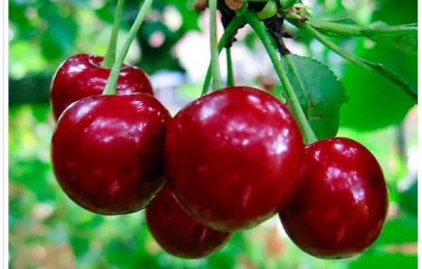 Купуємо свіжі вишні