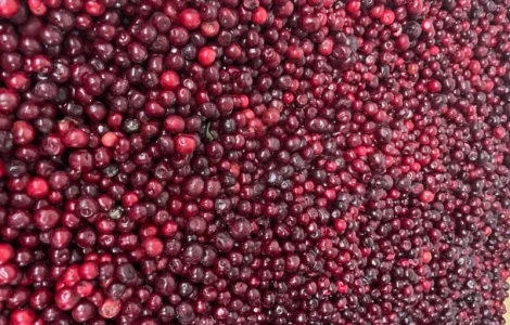 Вишня заморожена, Вишня