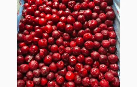 Заморожена вишня без кісточки ( 10 кг )