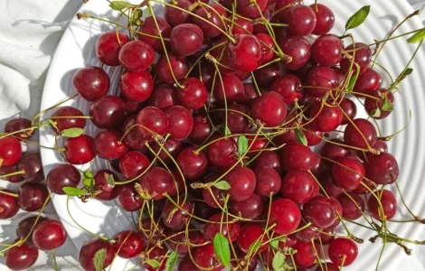 Куплю вишню оптом на заморозку від 5 тонн