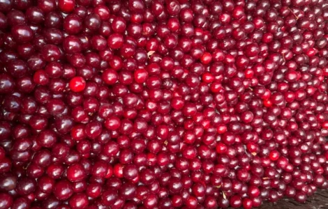 Пропонується вишня оптом