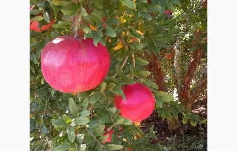 Ручна граната оптом