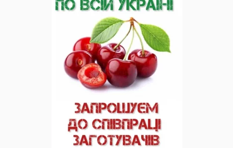 Купуємо вишню