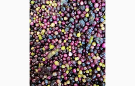 Продам лохину заморожену 2 сорту