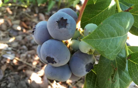 Продам ягоду лохини