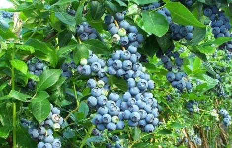 Продам лохину