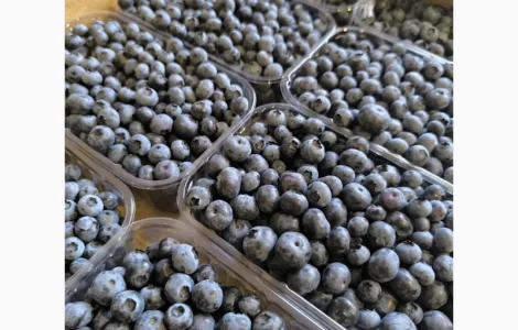 Пропоную свіжу та заморожену лохину врожай 2024