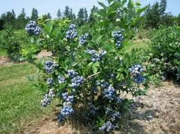 Куплю лохину оптом на заморозку