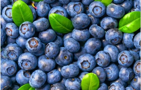 Куплю лохину