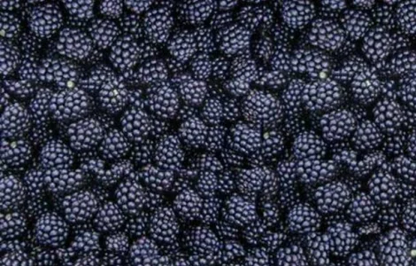 Ежевика Ожина