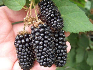 Продам Ожину Карака Блек (колюча)