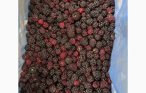 Продам ожину лісову заморожену