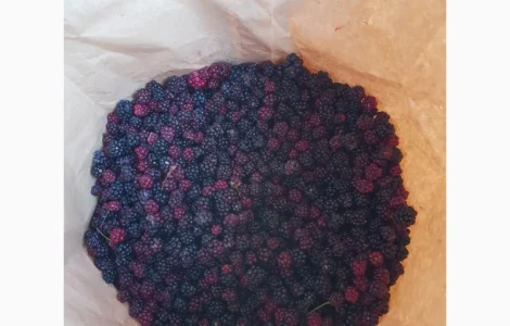 Продам ожину лісну врожай 2023