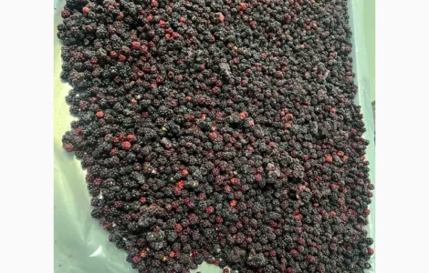 Продам ожину дикорослу