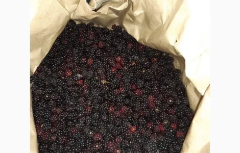 Куплю ожину