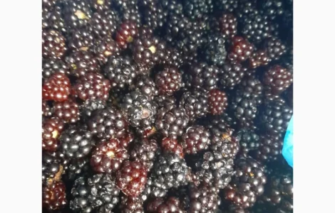 Продам заморожену лісову ожину