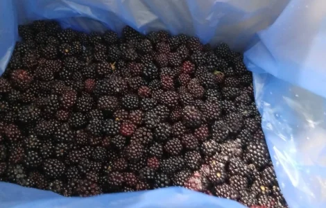 Продам ожину заморожену А-клас