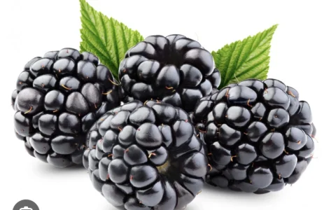 Куплю ожину