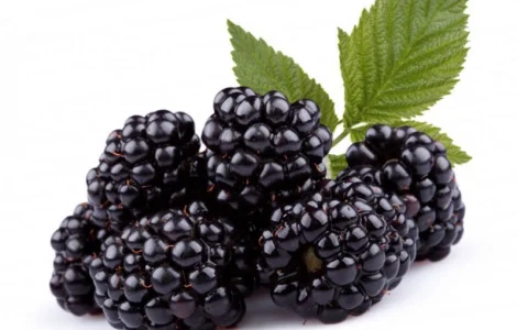 Куплю ожину оптом від 5 тонн на заморозку