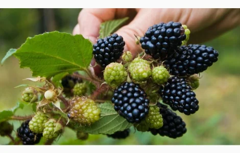 Куплю ожину під заморозку оптом від 5 тонн