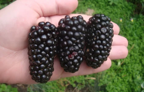 Ожина Натчес