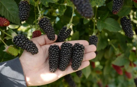 Ожина Карака Блек