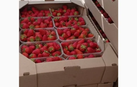 Продам полуницю