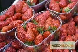 Пинетки для малины