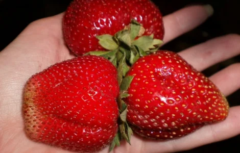 Полуниця Мармелада (Marmolada Strawberry) саджанці полуниці Фріго