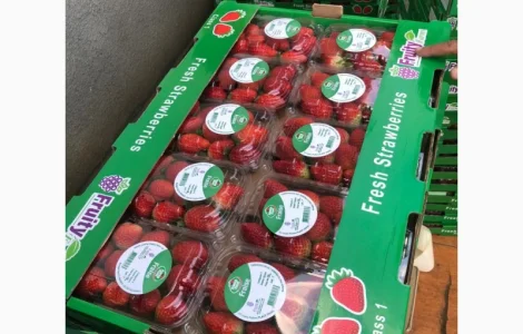 Клубника, Фортуна