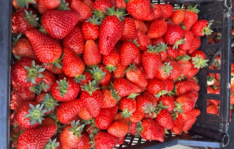 Куплю полуницю