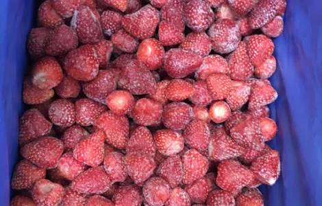 Купуємо полуницю ОПТ