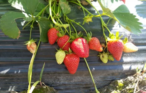 Продаєтся полуниця (суниця). Ремонтантний сорт. Опт та роздріб. Збір розпочато