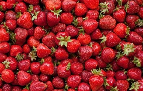 Куплю полуницю 10-25кг в день тернопіль