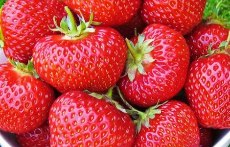 Купим клубнику в Днепре