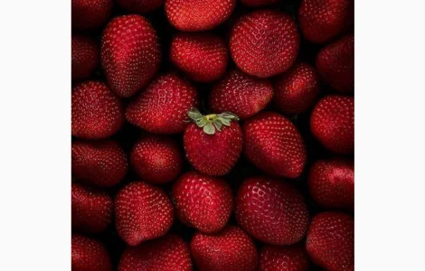 Куплю оптом полуницю, купляємо по всій Україні