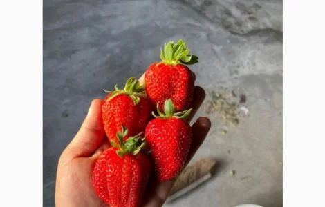 Продам клубнику оптом