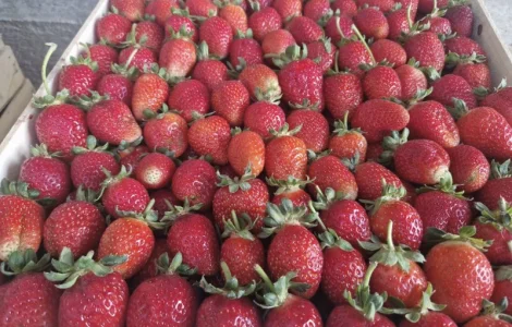 Продам клубнику