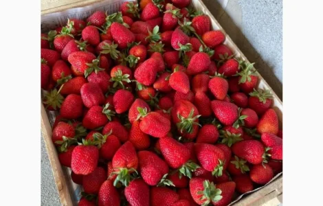 Продам клубнику оптом вкусный