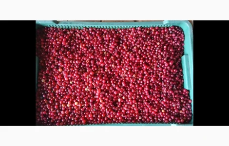 Продам зібрану у лісі дикорослу клюкву журавлину неперебрану 250 грн.за 1кг