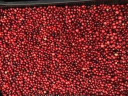 Журавлина дикоросла, клюква, журавлина