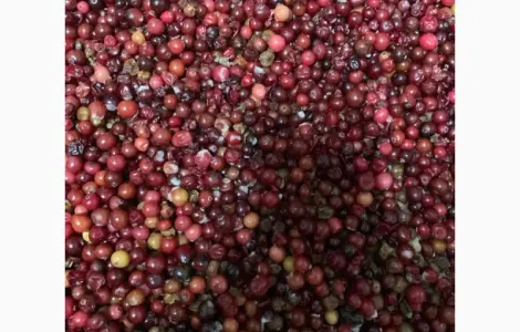 Продам журавлину прес заморожену