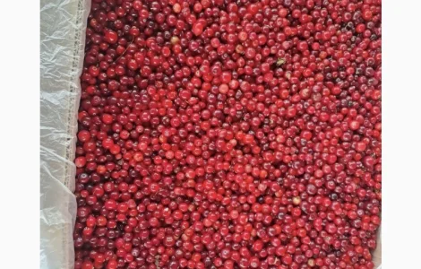 Журавлина(клюква)