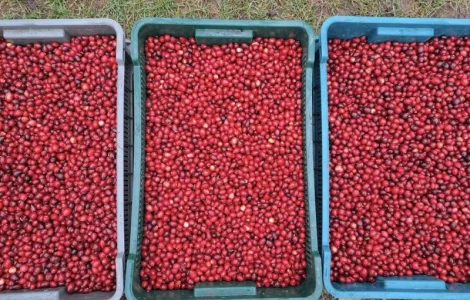 Журавлина(клюква) Канада