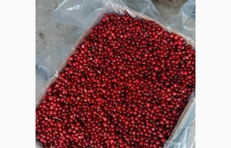 Продам клюкву опт