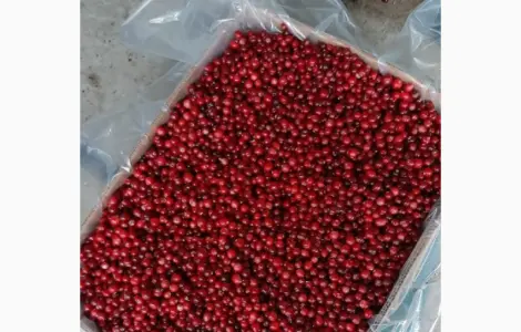Продам журавлину опт