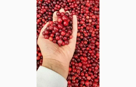 Ягода дикоросла клюква