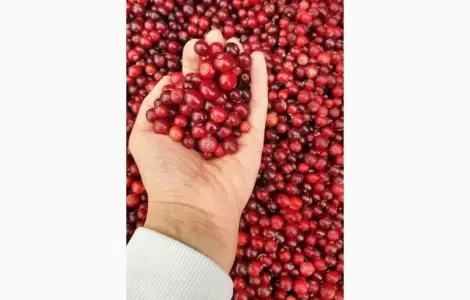 Продам очищену лісову свіжу клюкву