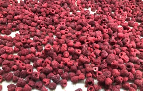 Kupię Maliny mrożone. Zbiór 2025 Minimum logistyczne od 20 MT